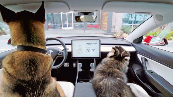 TESLA 'DOG MODE' to Keep Your Pet Safe and Cool