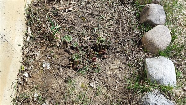 rhubarb plant in early spring