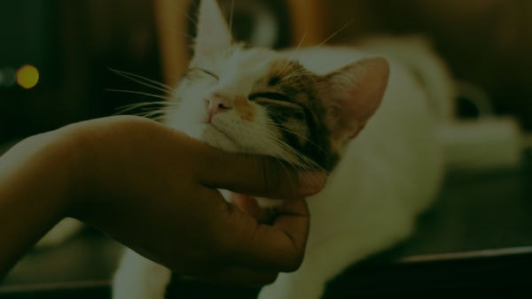 Abrir Uma Clínica Veterinária Em Uberlândia - Auster Inteligência Contábil