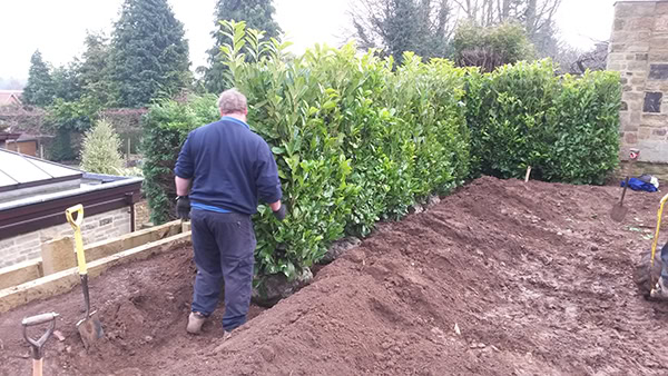 planting bushes