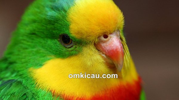 Cara mengatasi gondok pada burung kicauan Cara mengatasi gondok pada burung kicauan