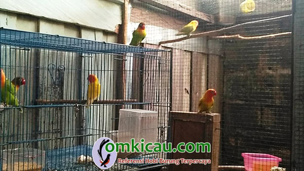 cara ternak burung lovebird