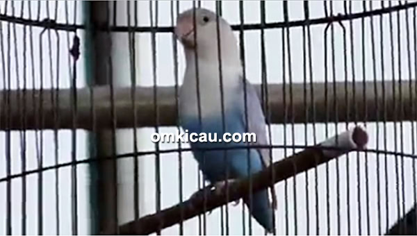 Lovebird Candy