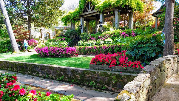 Azaleas in bloom along a residential street in Tyler, Texas
