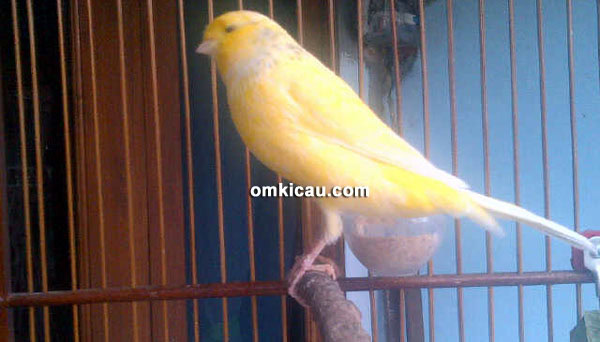 Om Nova - NF2IS Kenari Jakarta