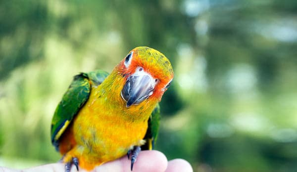 Is My Bird Getting Enough Vitamin D