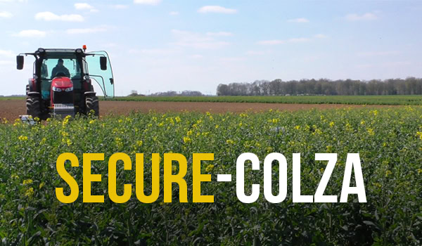 Miniature de secure colza