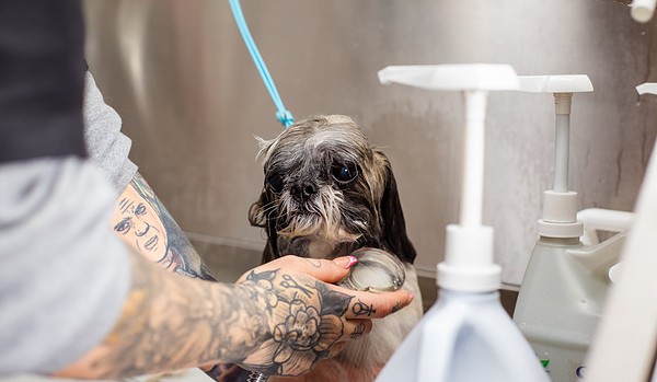 A Shih Tzu getting a bath by a tattooed groomer in a professional setting. Pet care in action. A Shih Tzu getting a bath by a tattooed groomer in a professional setting. Pet care in action.