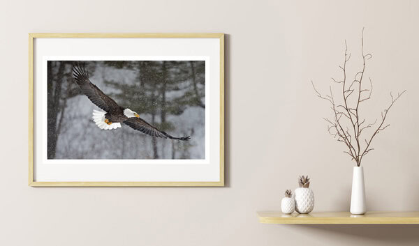Bald Eagle-horizontal Poster v1 - Image 2