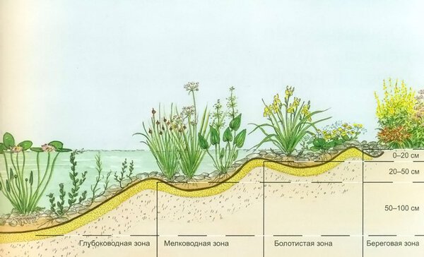 Разница между Мезофитами, Ксерофитами и Гигрофитами 2 Места произрастания растений Гигрофитов