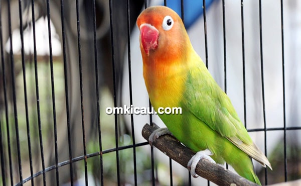 Lovebird Nikita Lovebird Nikita