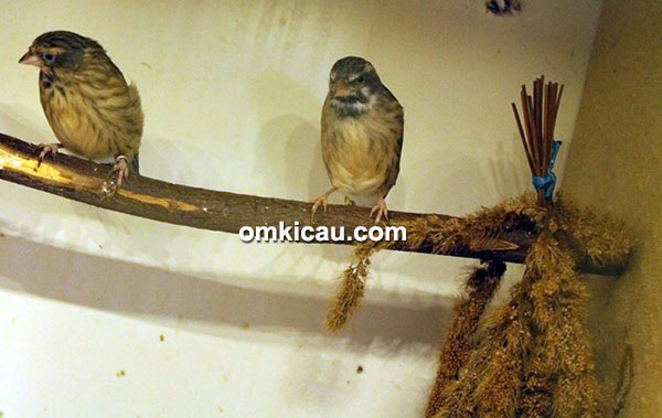 Breeding blackthroat lokal Trisakti BF