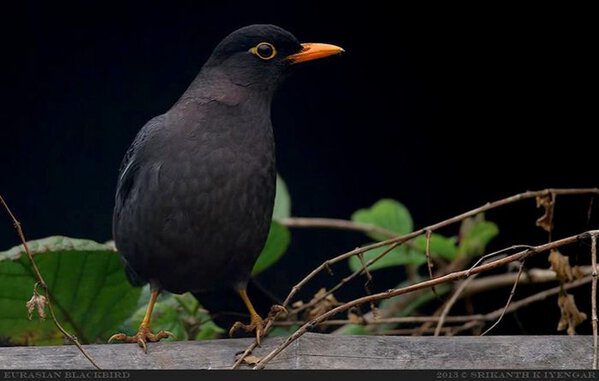 Burung blackbird