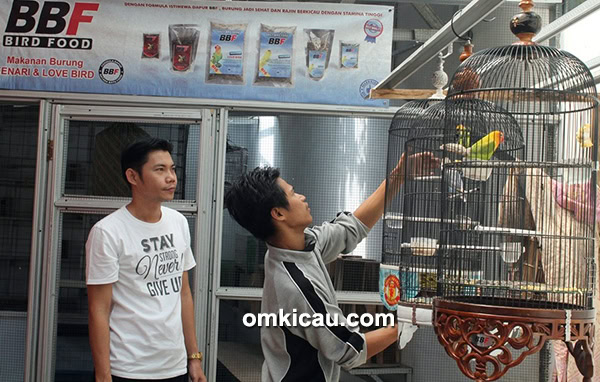 Breeding lovebird BBF Bogor
