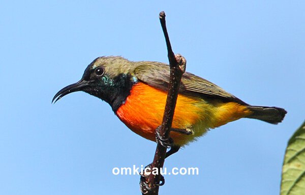 Burung-madu sumba Burung-madu sumba