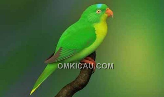 perkici buru Utu papua atau burung perkici buru yang langka
