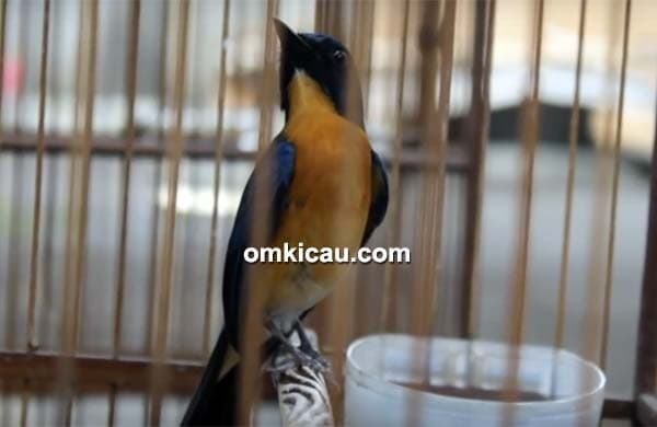 burung tledekan gunung burung tledekan gunung