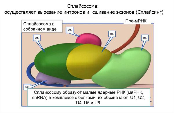 Сплайсосома