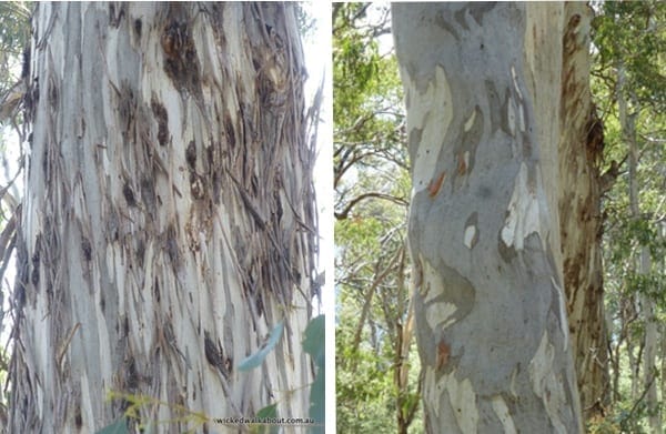 Mt Timbertop - Bark