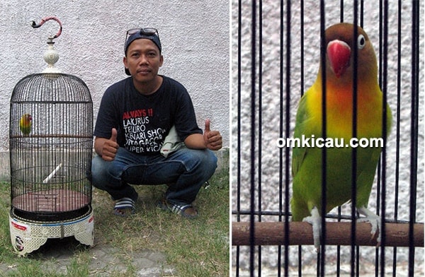 Lovebird Yuanita