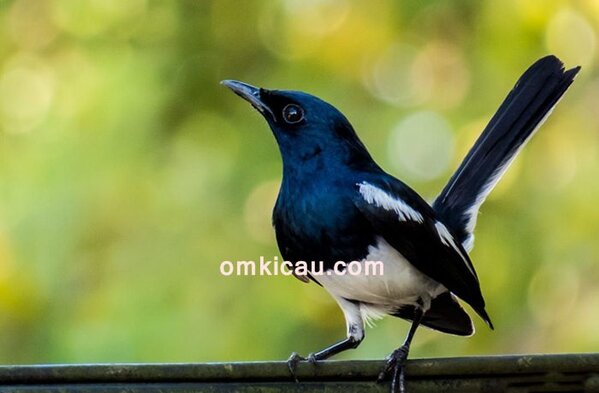 Tips mengatasi burung kacer yang kurang ngotot di lapangan Mengatasi kacer yang kurang ngotot ketika dilombakan