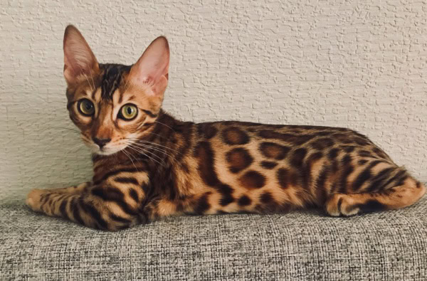 Gato Bengalí