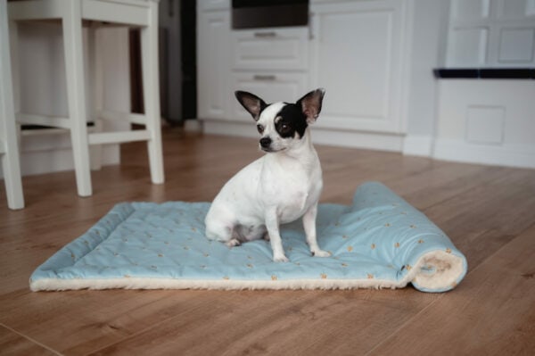 Merino Blanket - Sky blue, pet bed