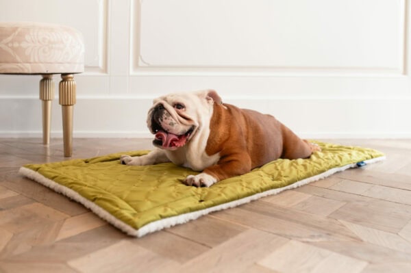 Merino Blanket - Olive, pet bed