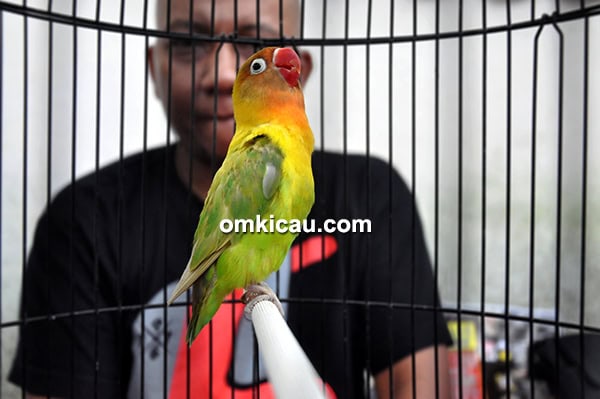 Lovebird Kusumo