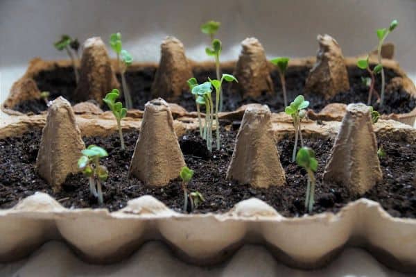 germination process germination process