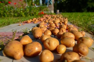 хранение семян картофеля