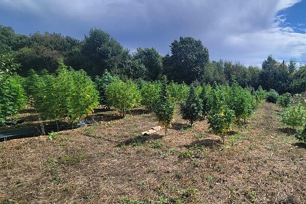 Ferme bio Arom'a Louin à Louin Deux-Sèvres