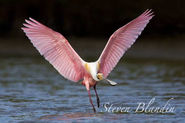 Pink Colored Birds Florida