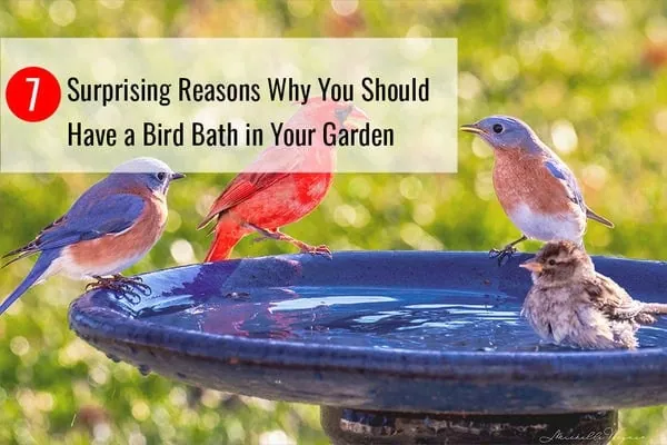 Why Do Birds Like Bird Baths