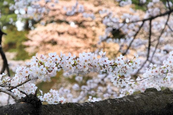 千鳥が淵
