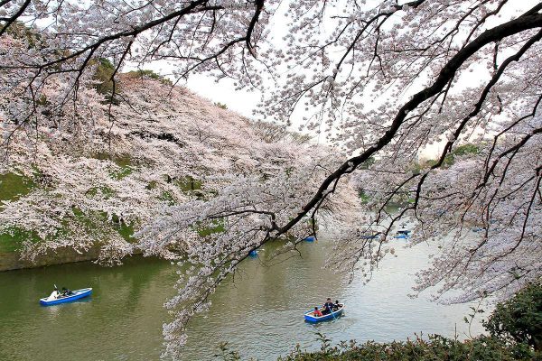 千鳥が淵