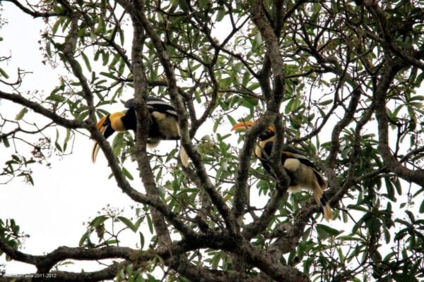 Khao Yai National Park
