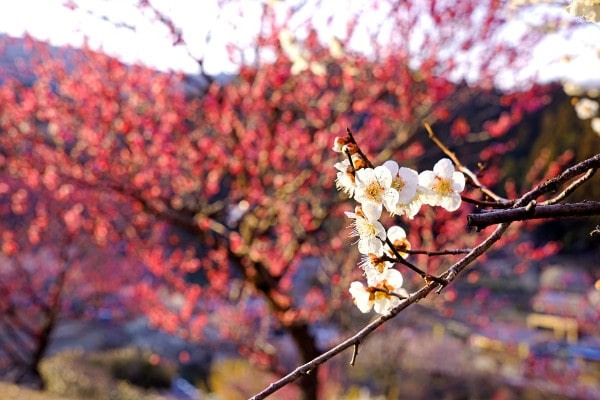 吉野梅郷