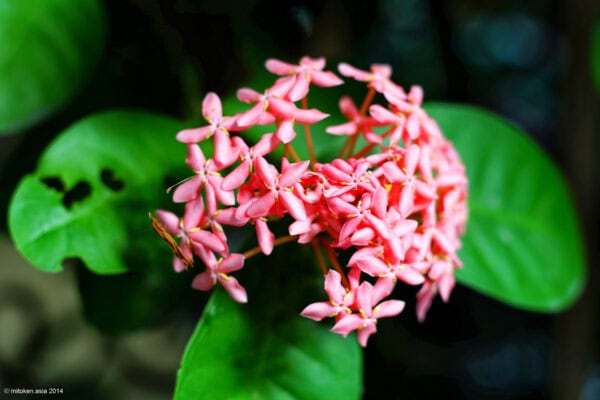 Chiang Mai