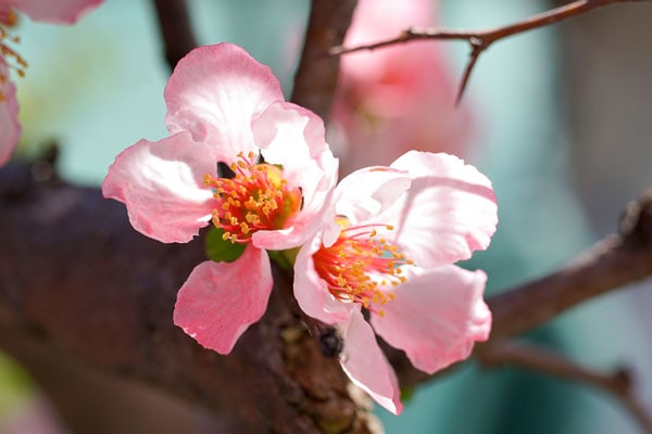 大町