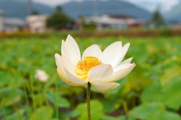 Lotus