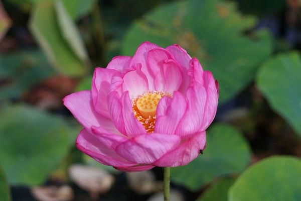 Lotus