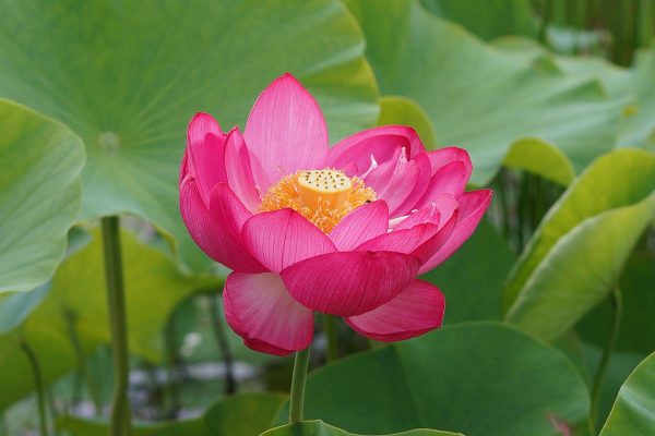 Lotus