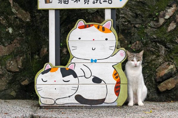猴硐猫村