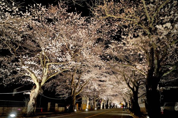 夜ノ森