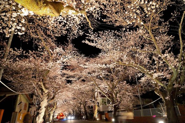 夜ノ森