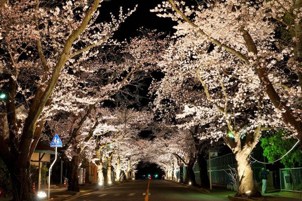 夜ノ森