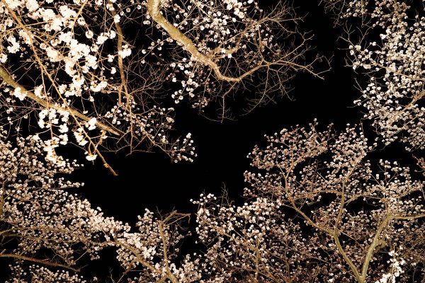夜ノ森