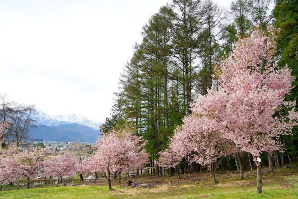 市民の森