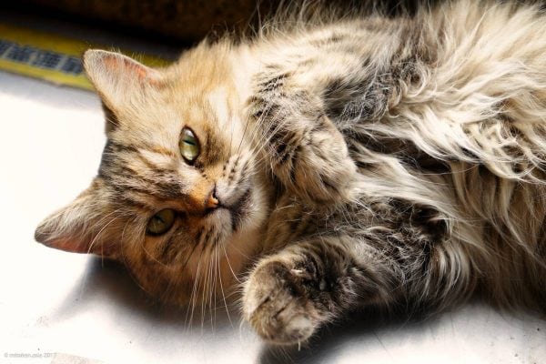 猴硐猫村